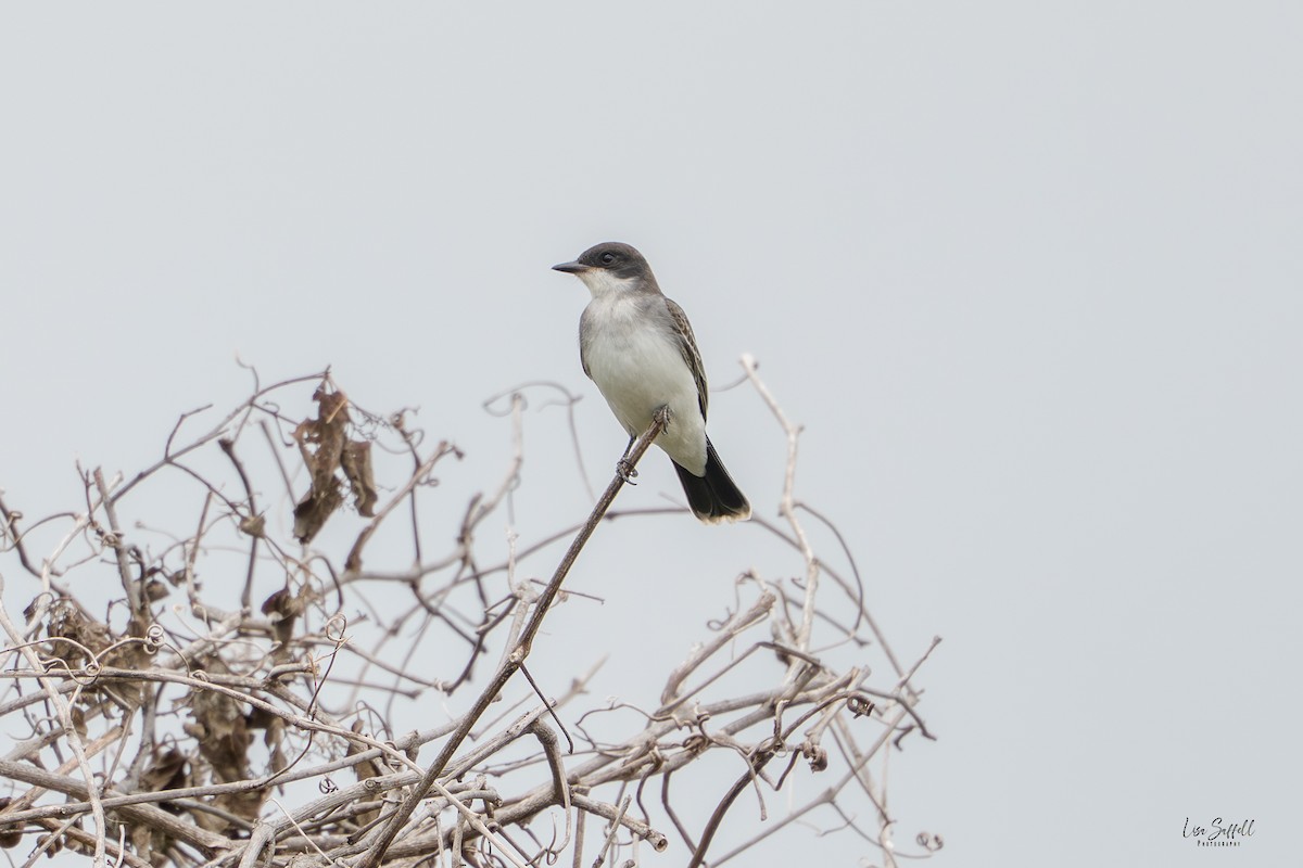 Eastern Kingbird - ML642350727