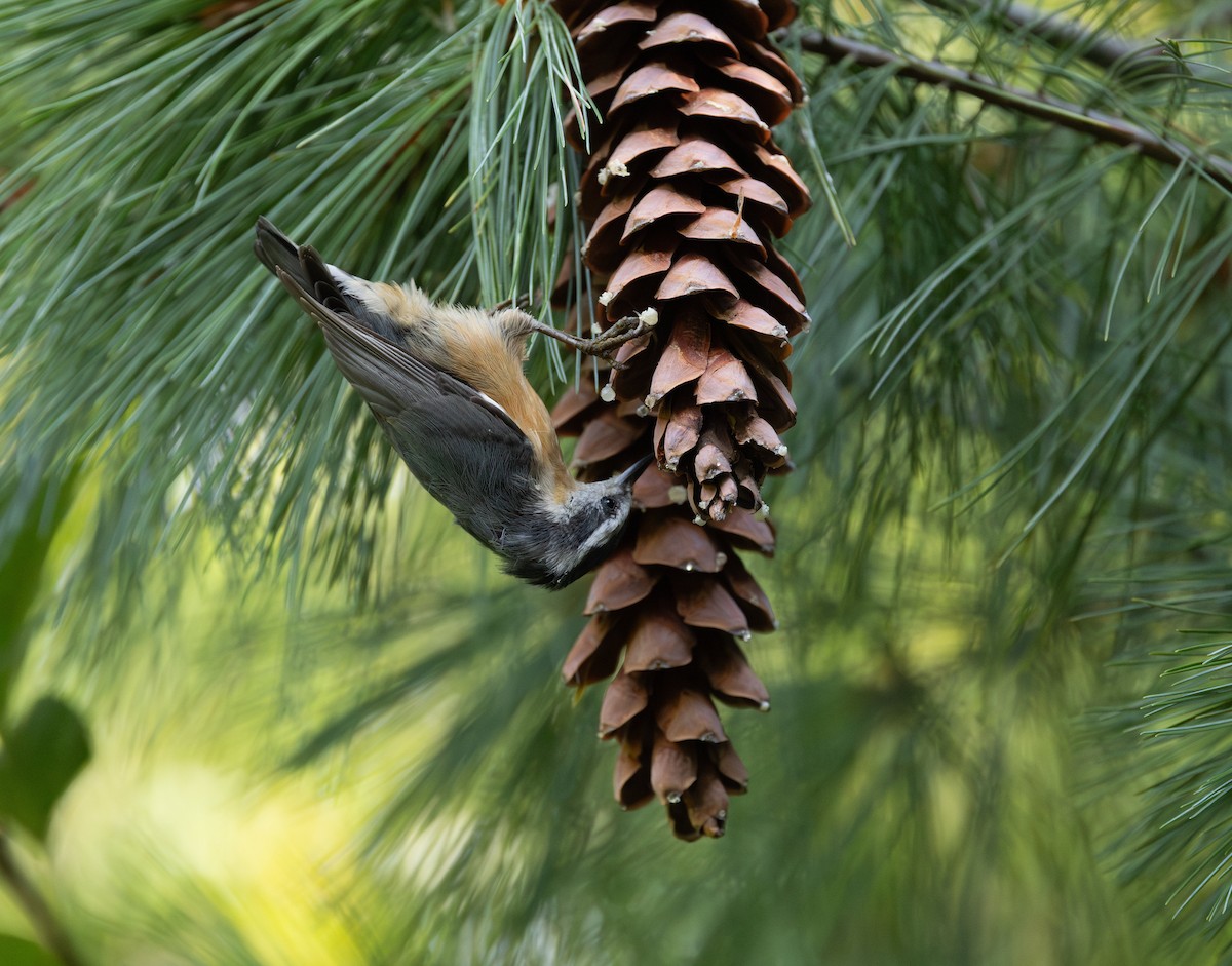 Red-breasted Nuthatch - ML642350730