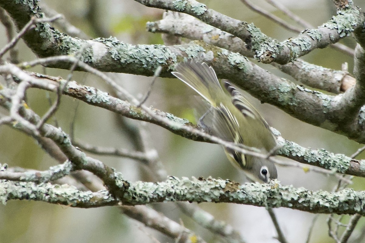 Blue-headed Vireo - ML642350731