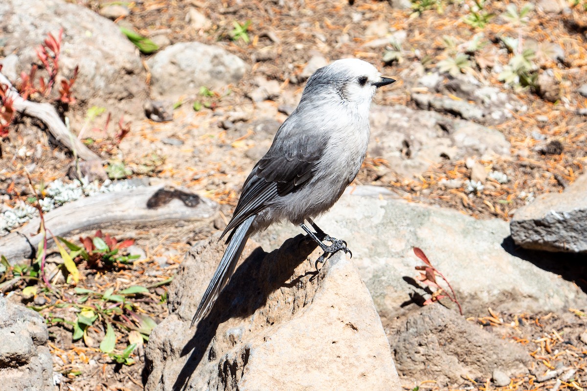 Canada Jay - ML642350734
