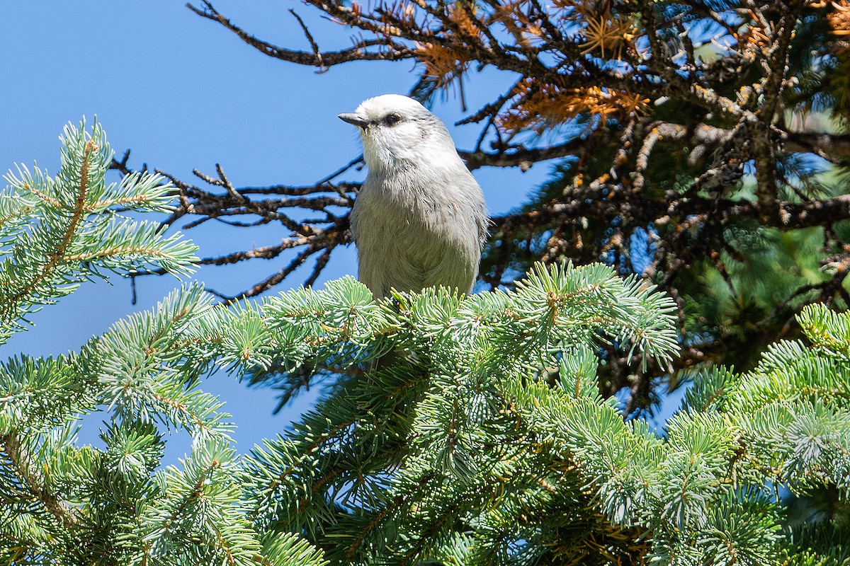 Canada Jay - ML642350735