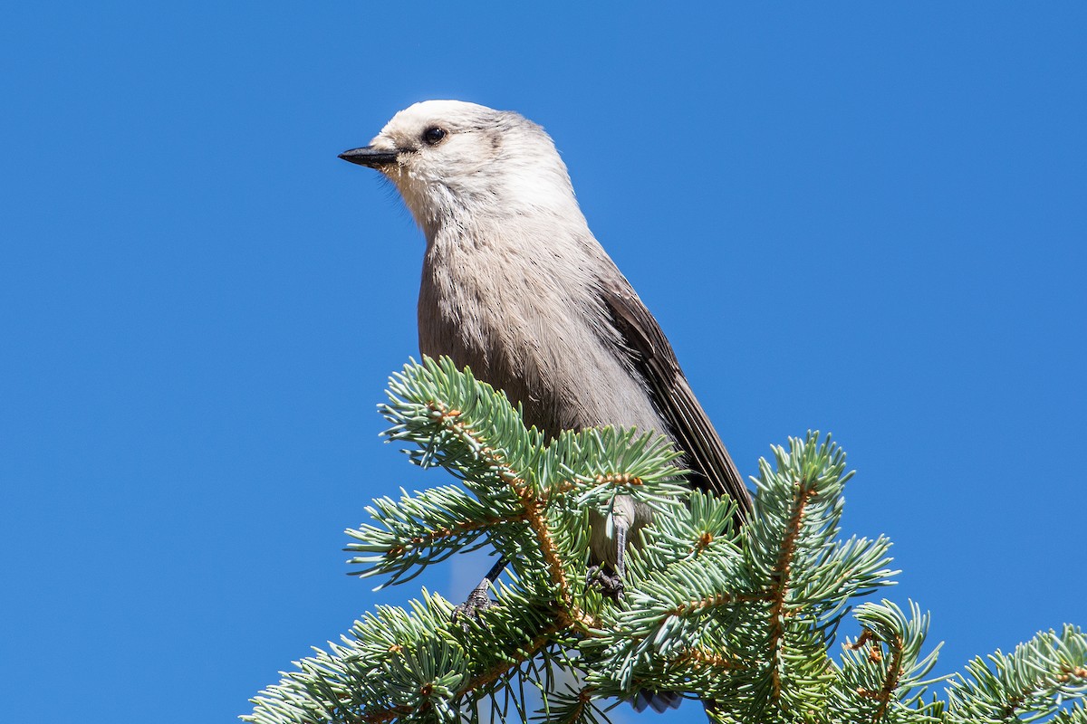 Canada Jay - ML642350736