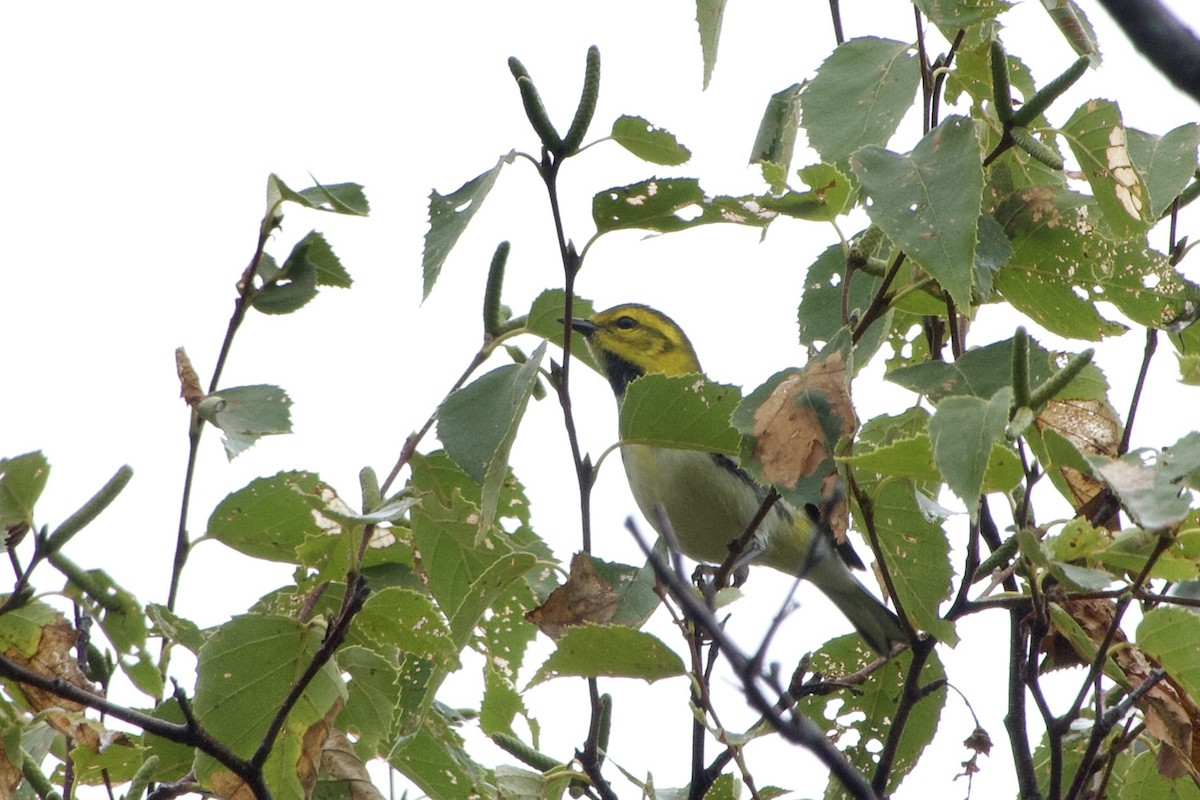 Black-throated Green Warbler - ML642350759