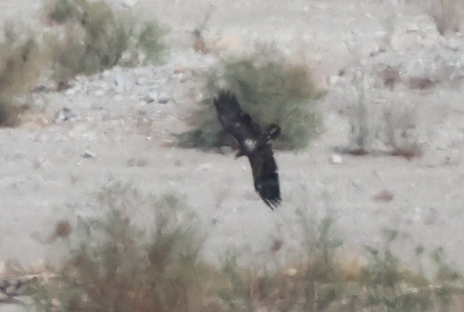 orel bělohlavý - ML642350760