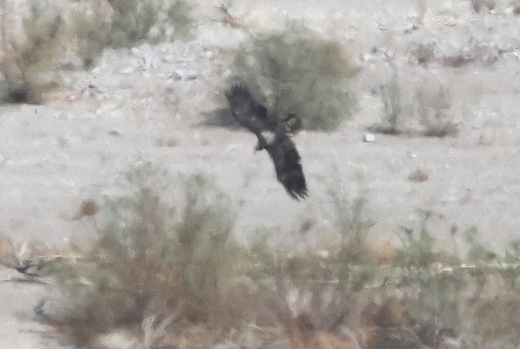 orel bělohlavý - ML642350761