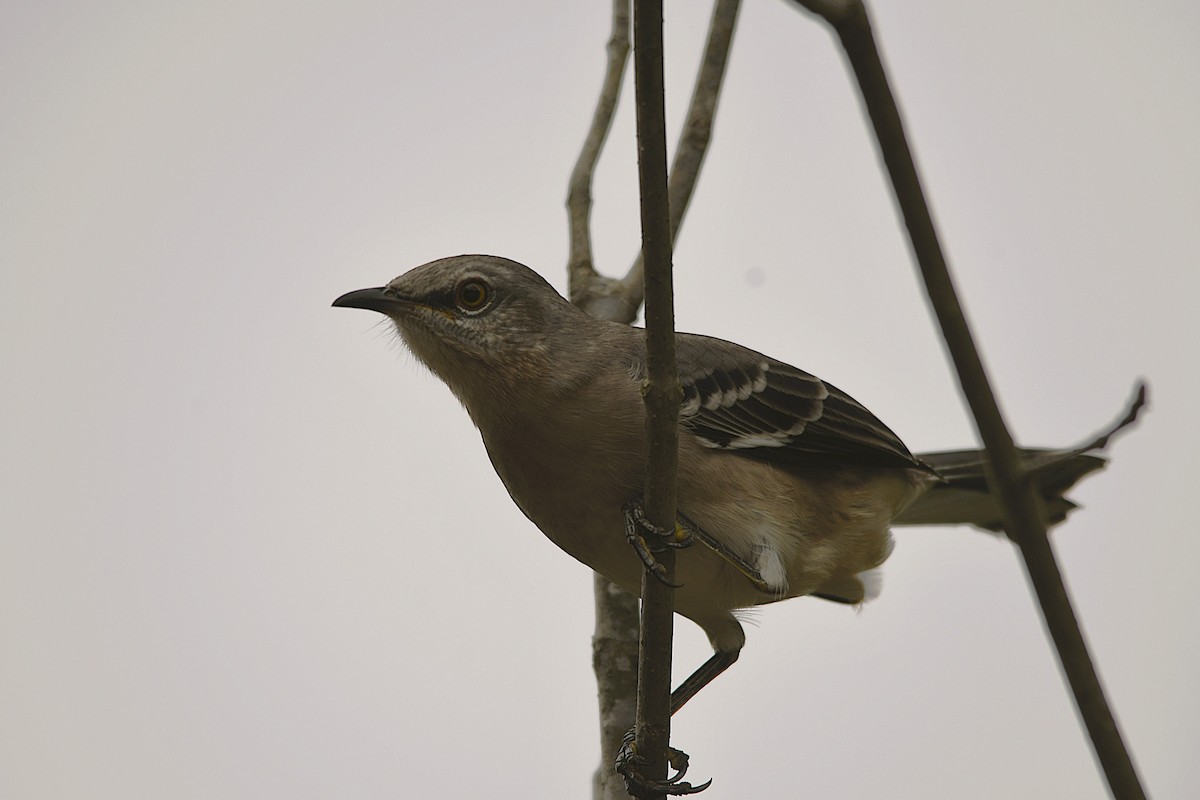 Northern Mockingbird - ML642350764