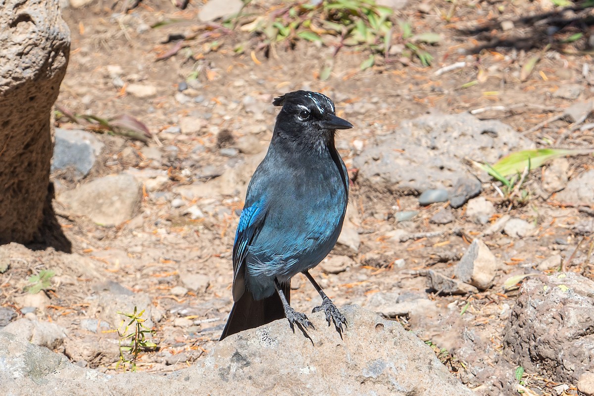Steller's Jay - ML642350768