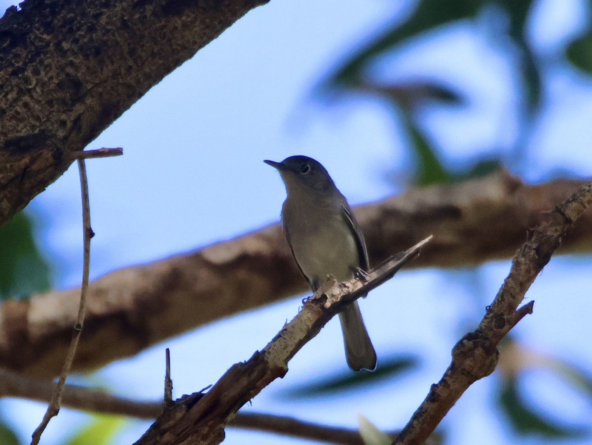 Blue-gray Gnatcatcher - ML642350769