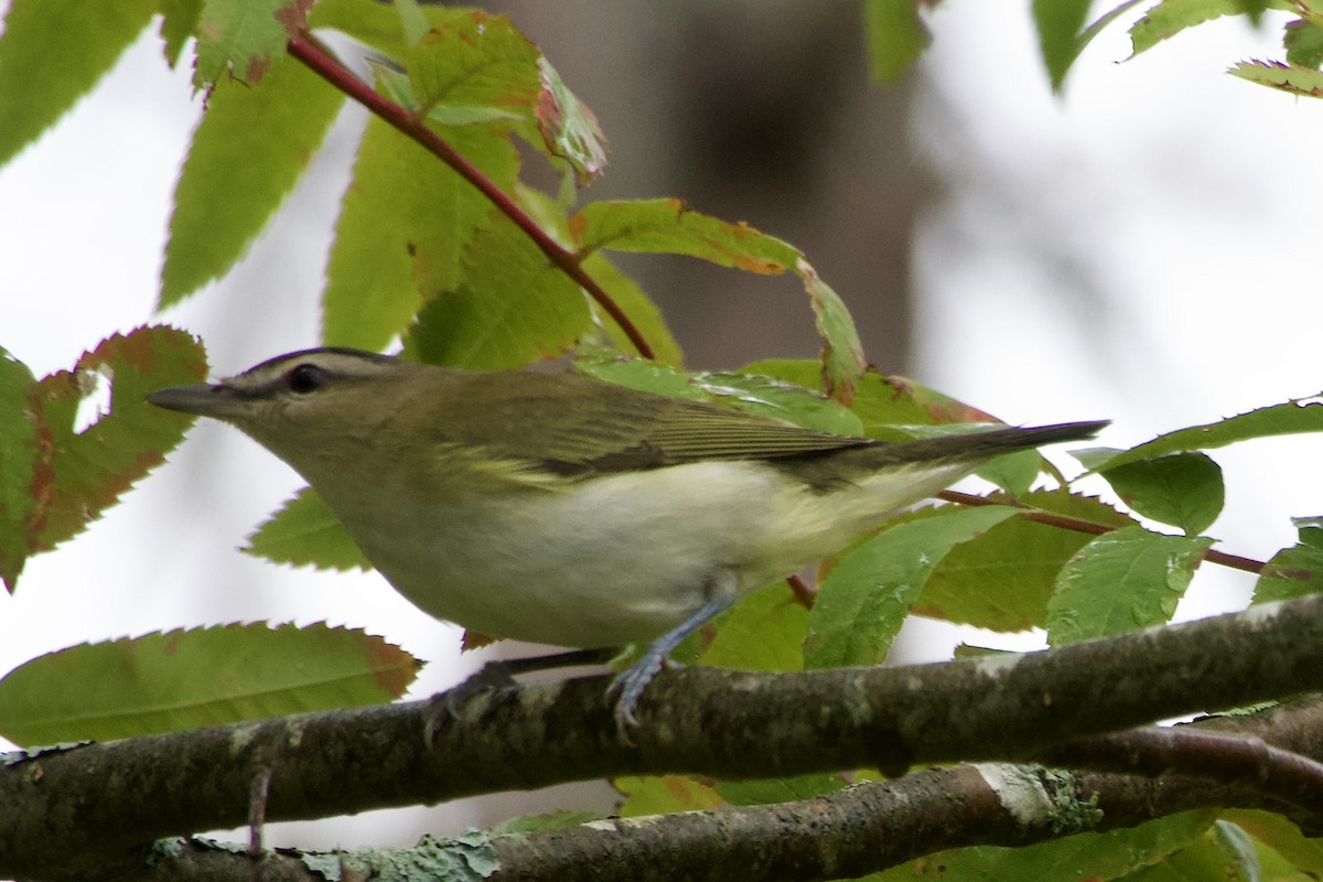 Red-eyed Vireo - ML642350778