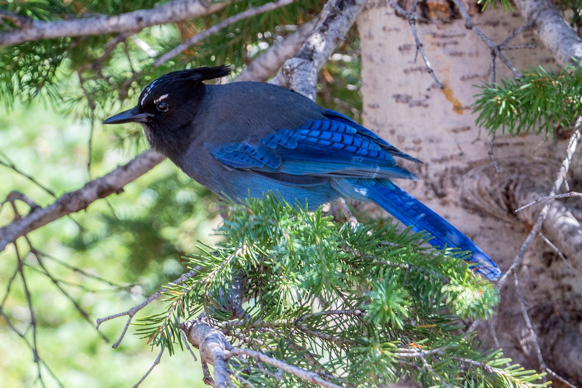 Steller's Jay - ML642350779