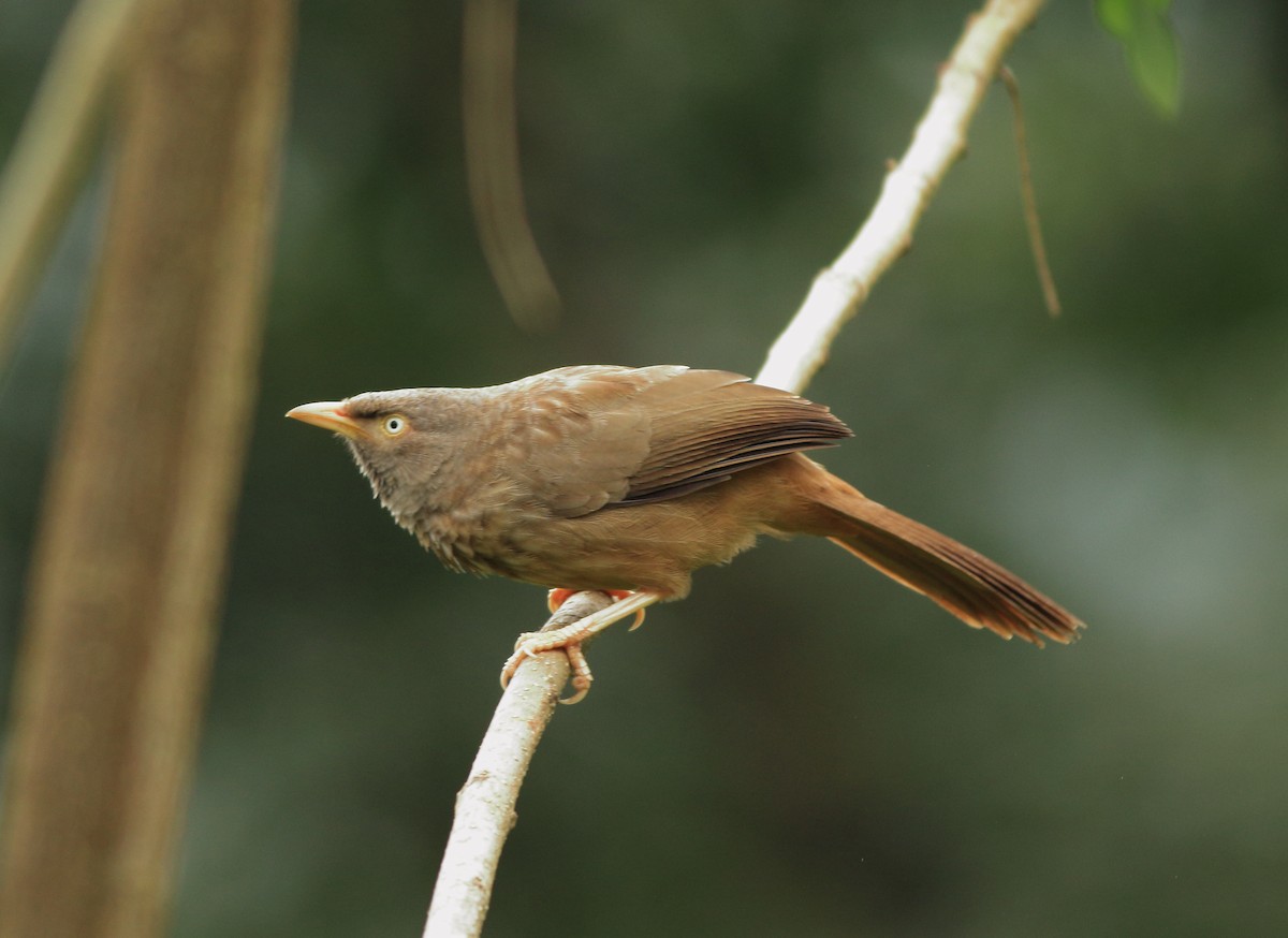 Jungle Babbler - ML642350782