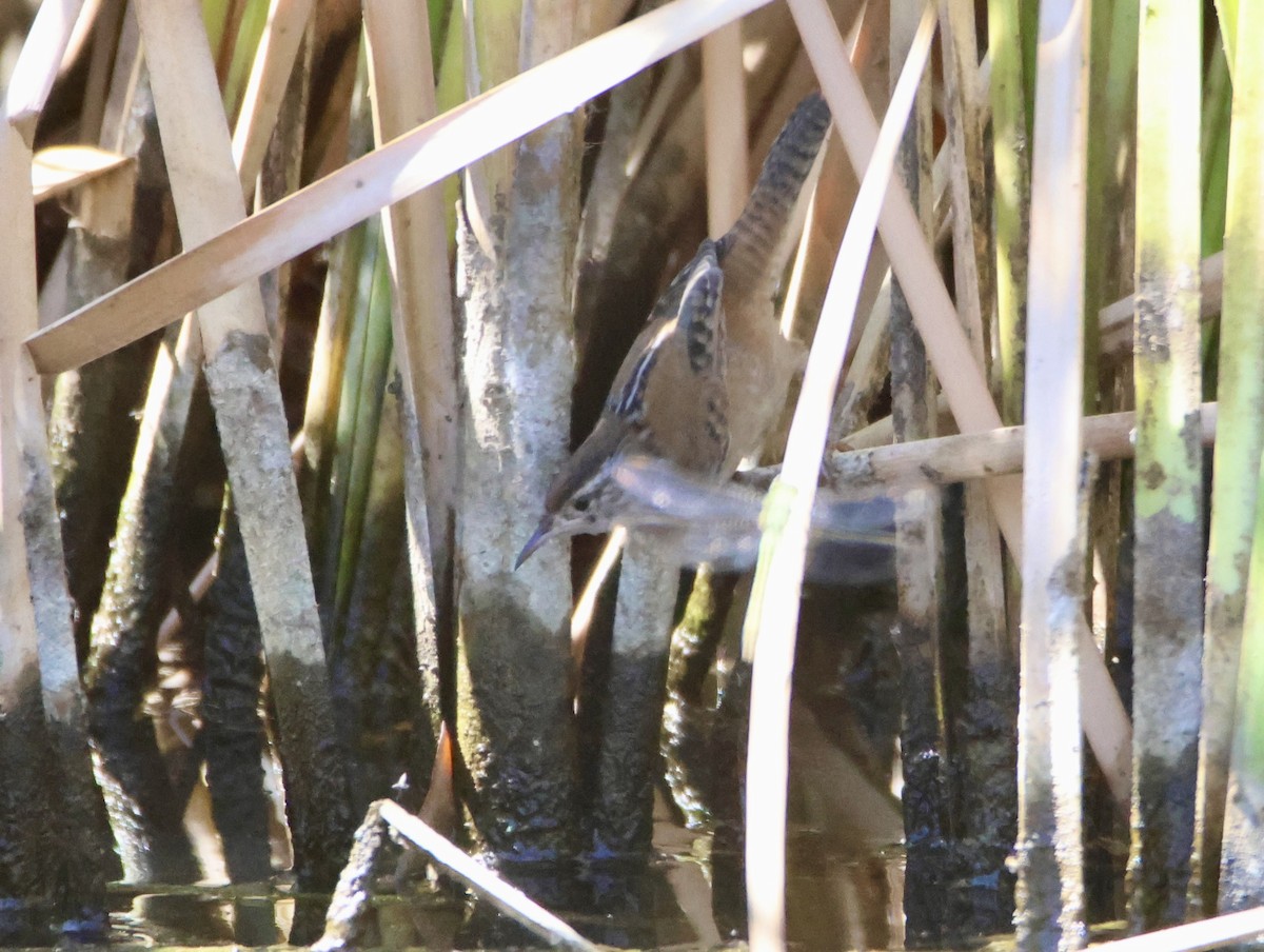 Marsh Wren - ML642350783