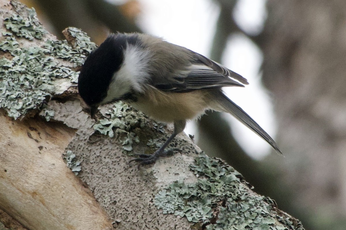 Black-capped Chickadee - ML642350789