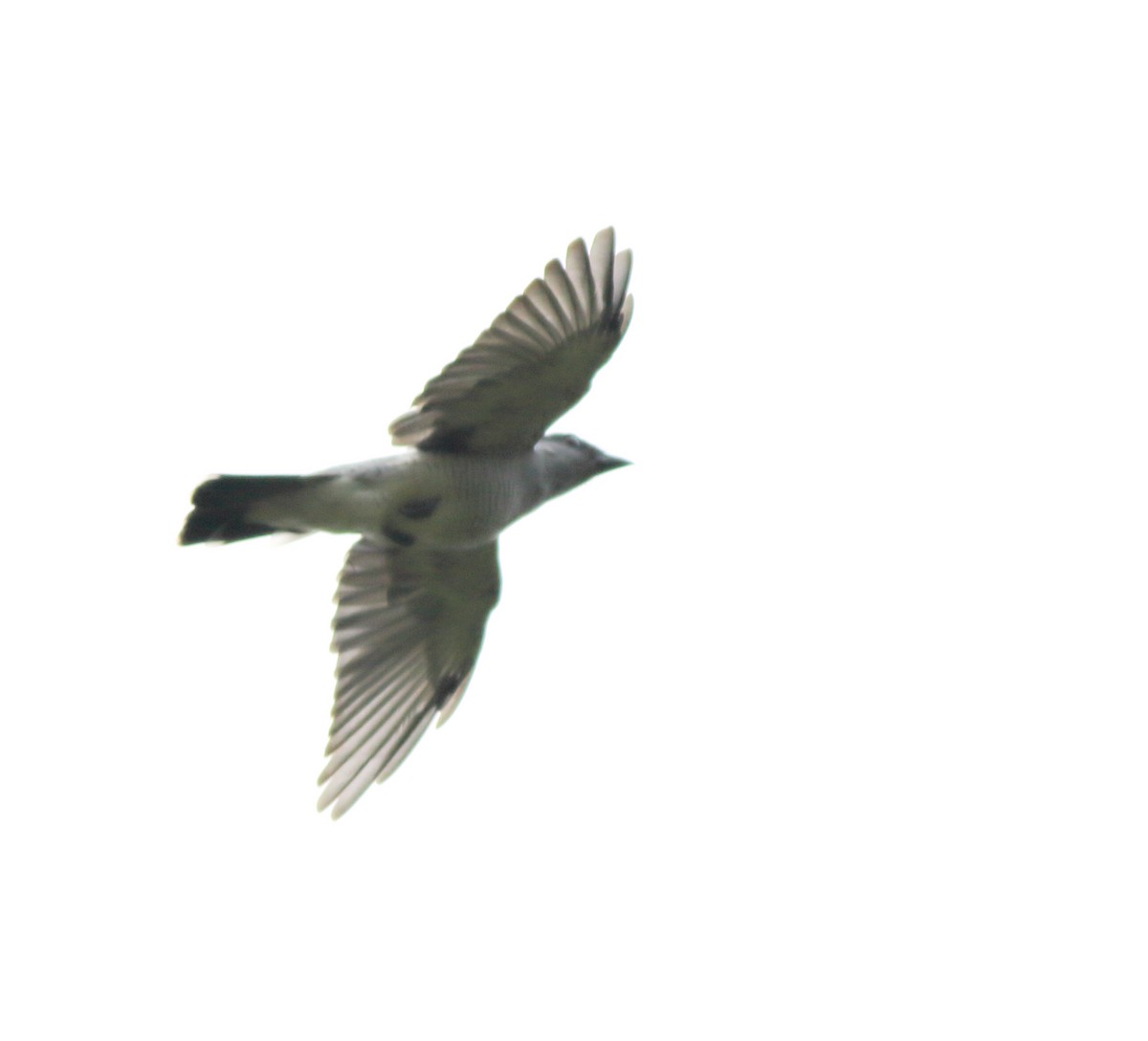 Indian Cuckooshrike - ML642350800