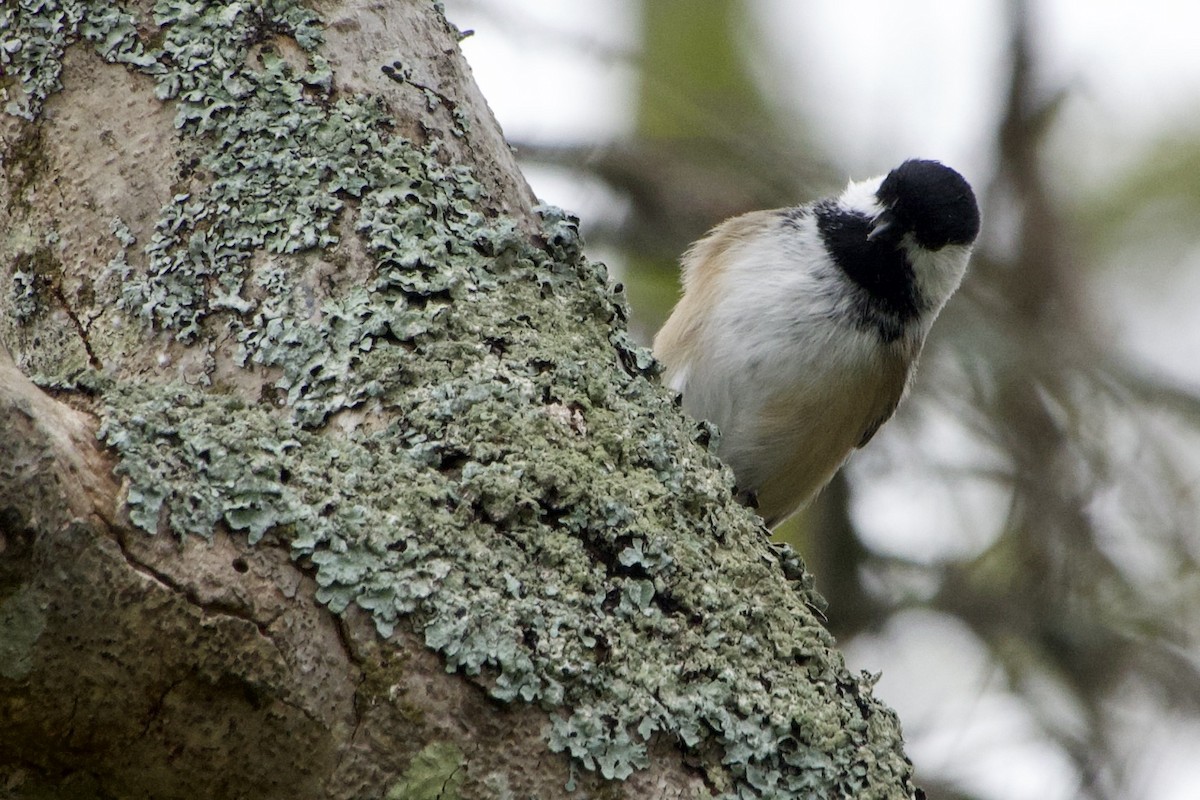 Black-capped Chickadee - ML642350808