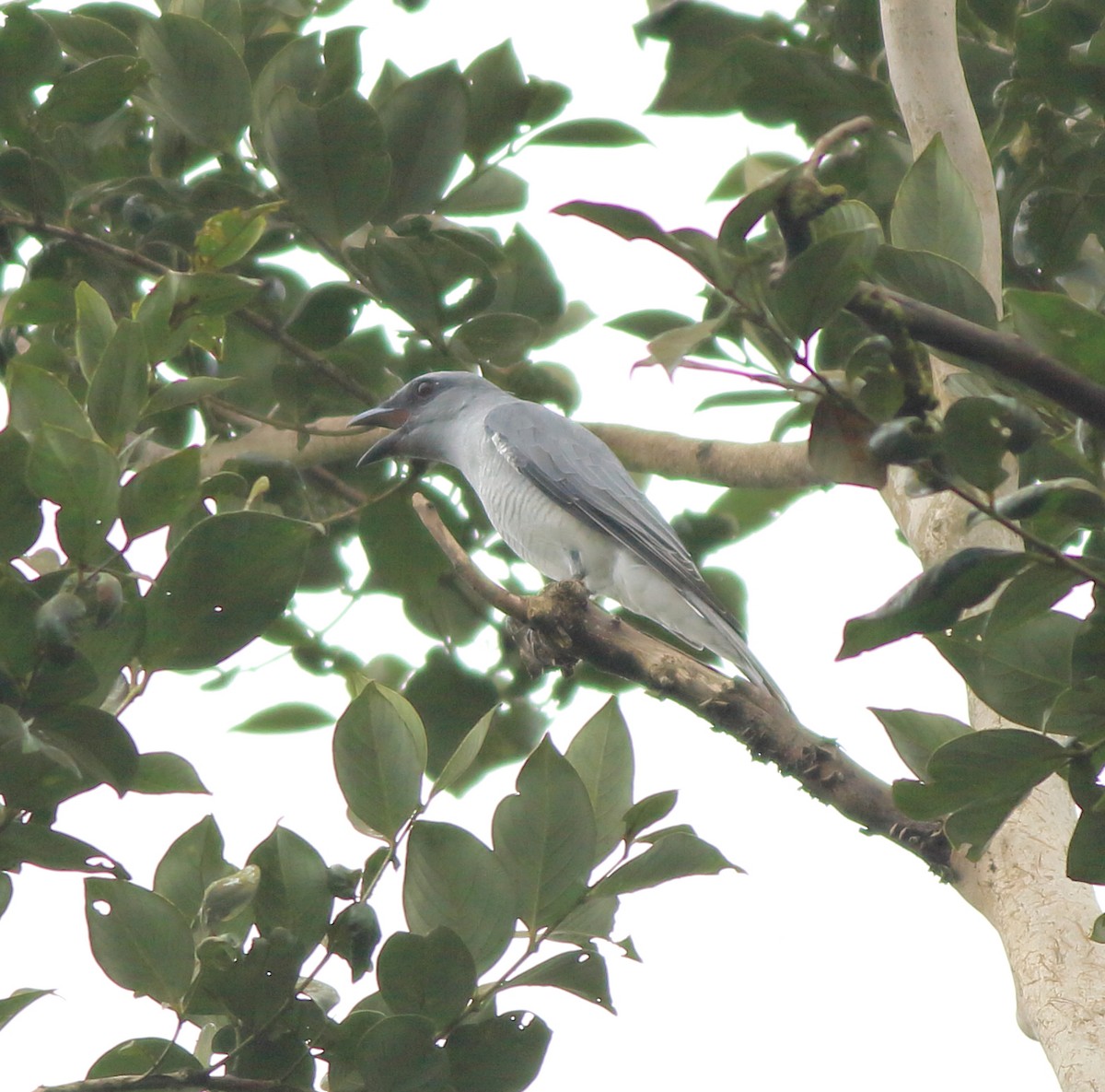 Indian Cuckooshrike - ML642350813