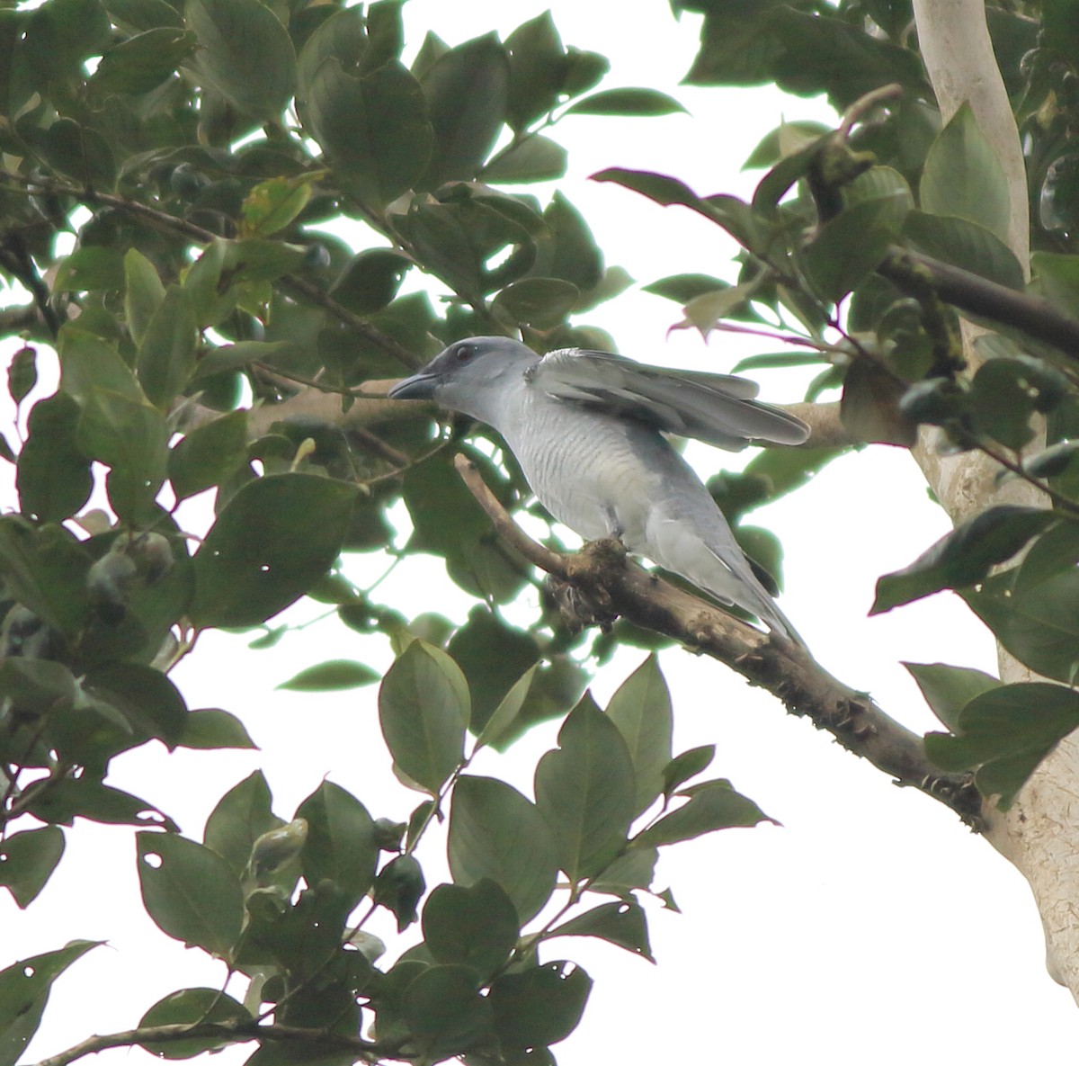 Indian Cuckooshrike - ML642350815