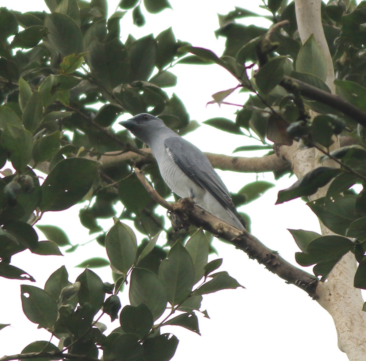 Indian Cuckooshrike - ML642350828