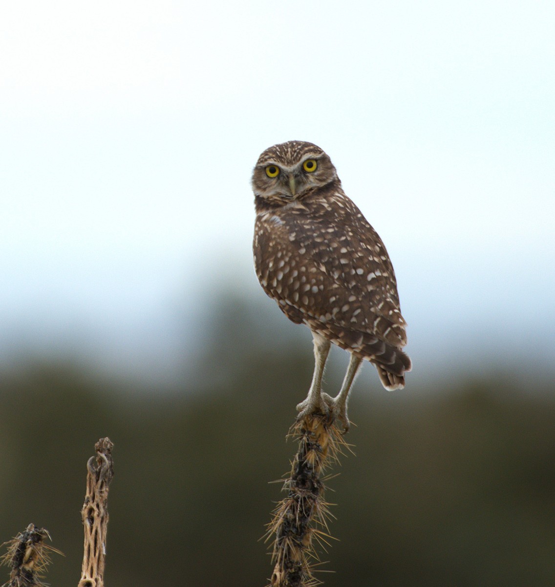 Burrowing Owl - ML642350829