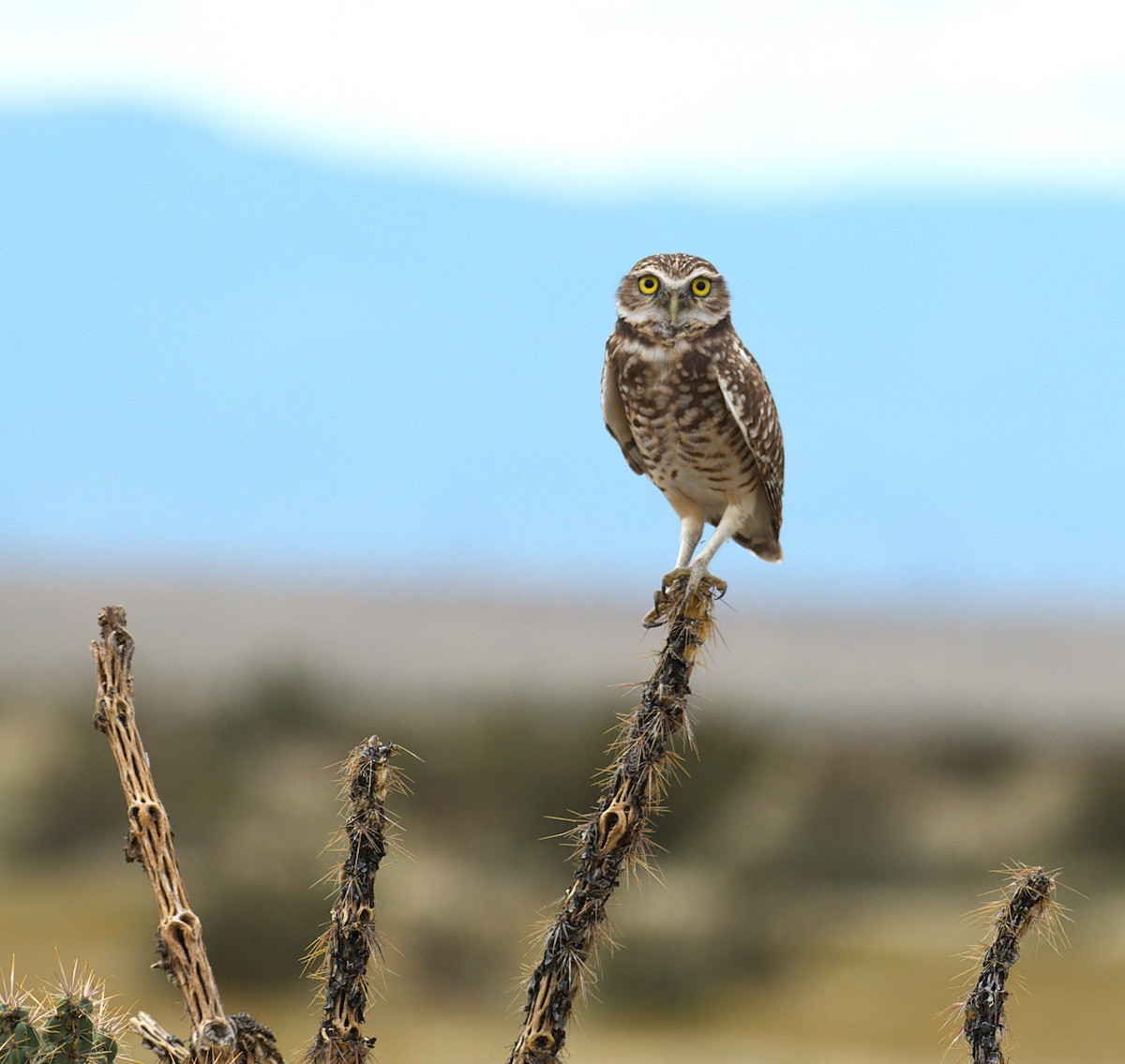 Burrowing Owl - ML642350830
