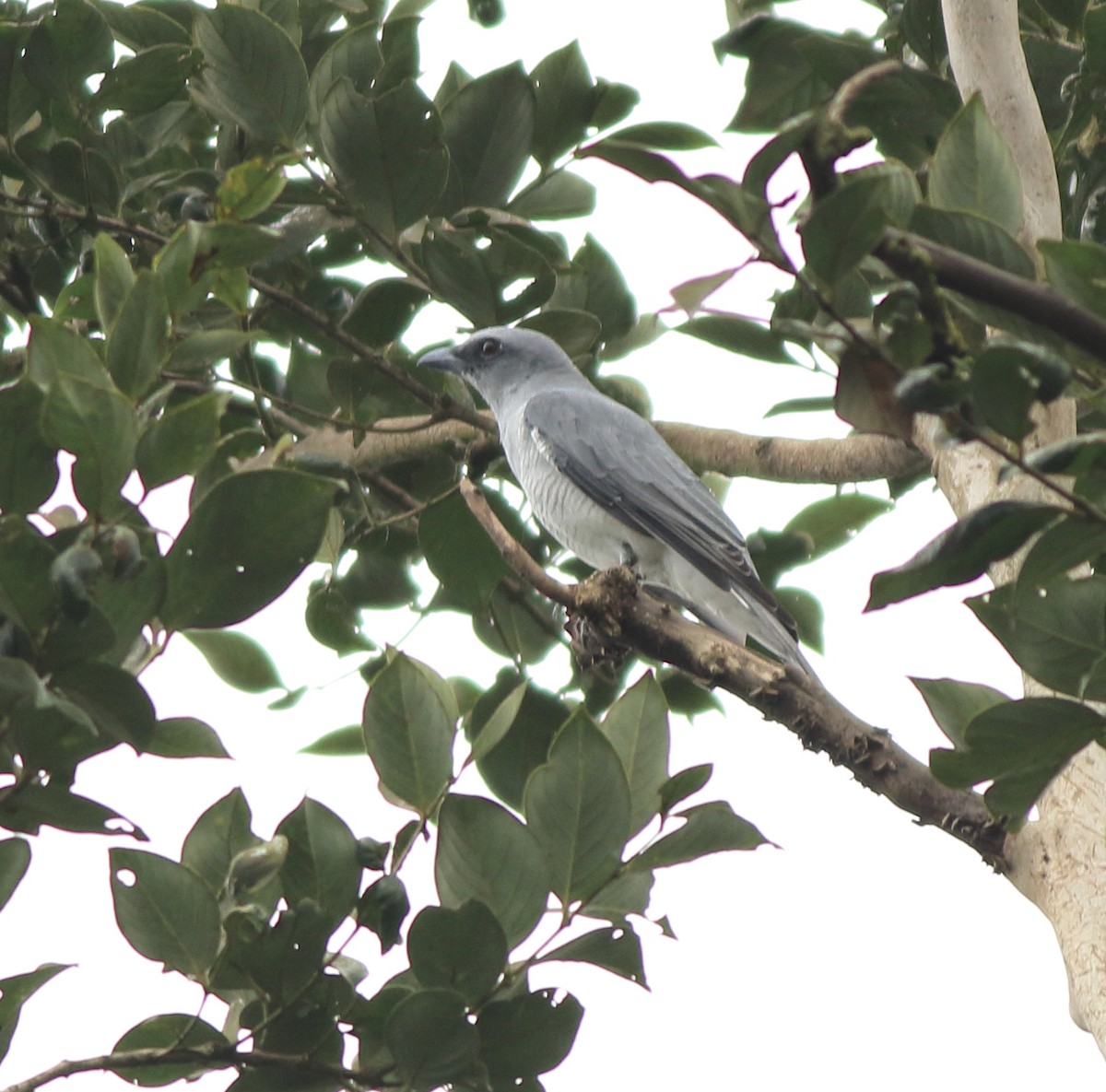 Indian Cuckooshrike - ML642350837