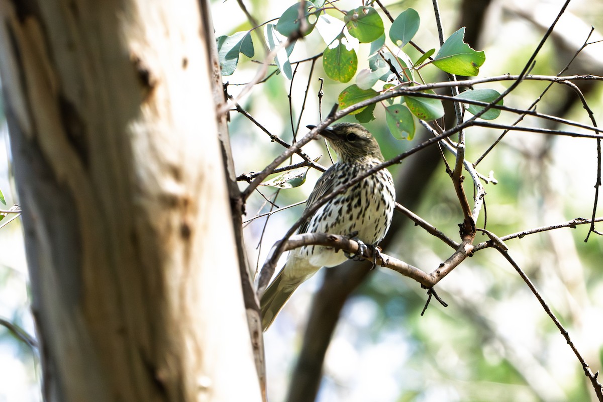Olive-backed Oriole - ML642350844