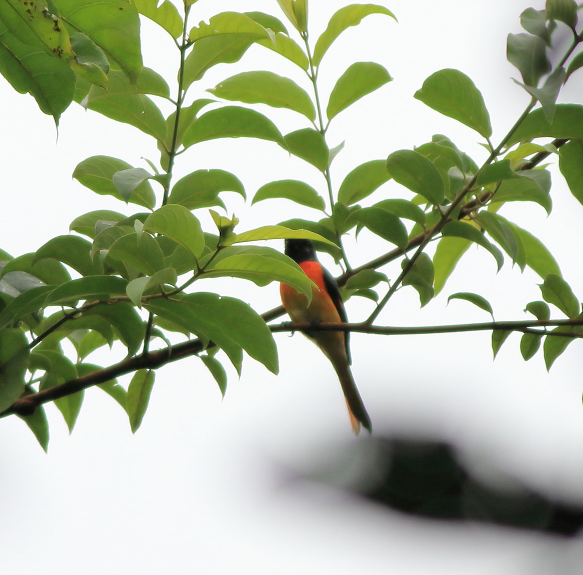 Small Minivet - ML642350867