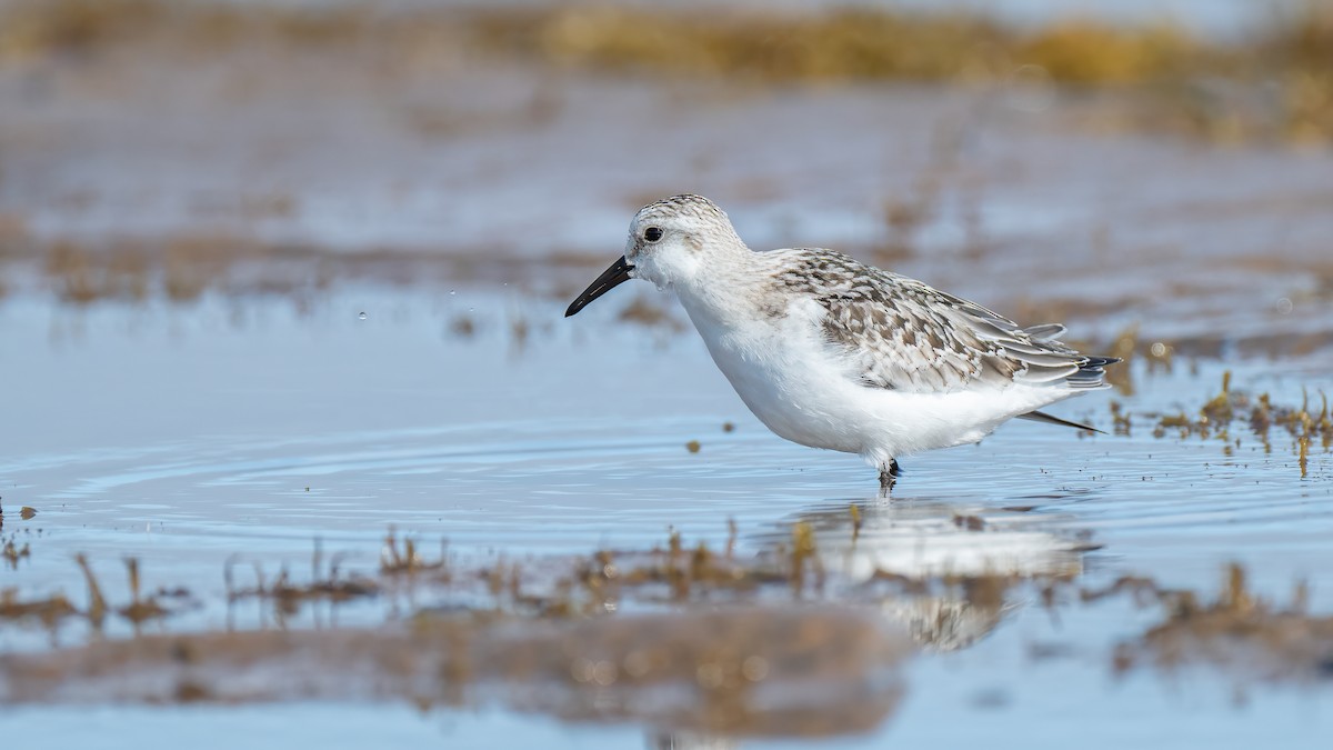 Sanderling - ML642350868