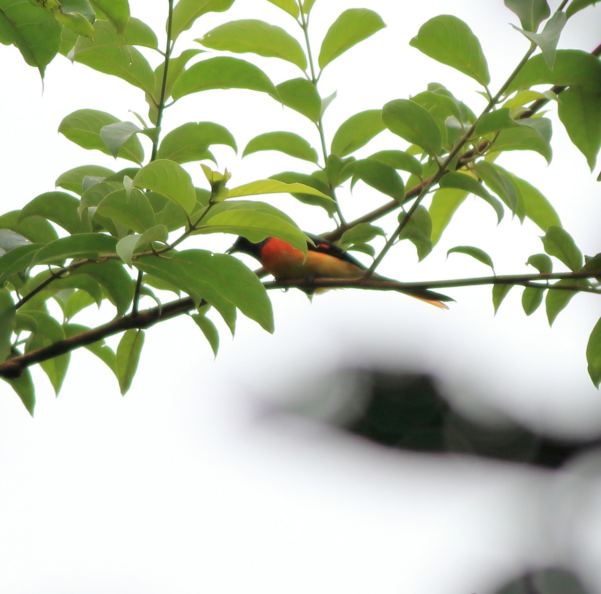 Small Minivet - ML642350869