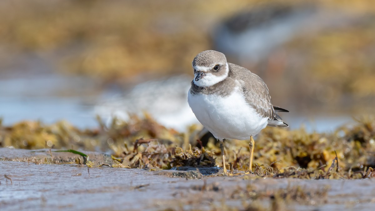 Semipalmated Plover - ML642350871
