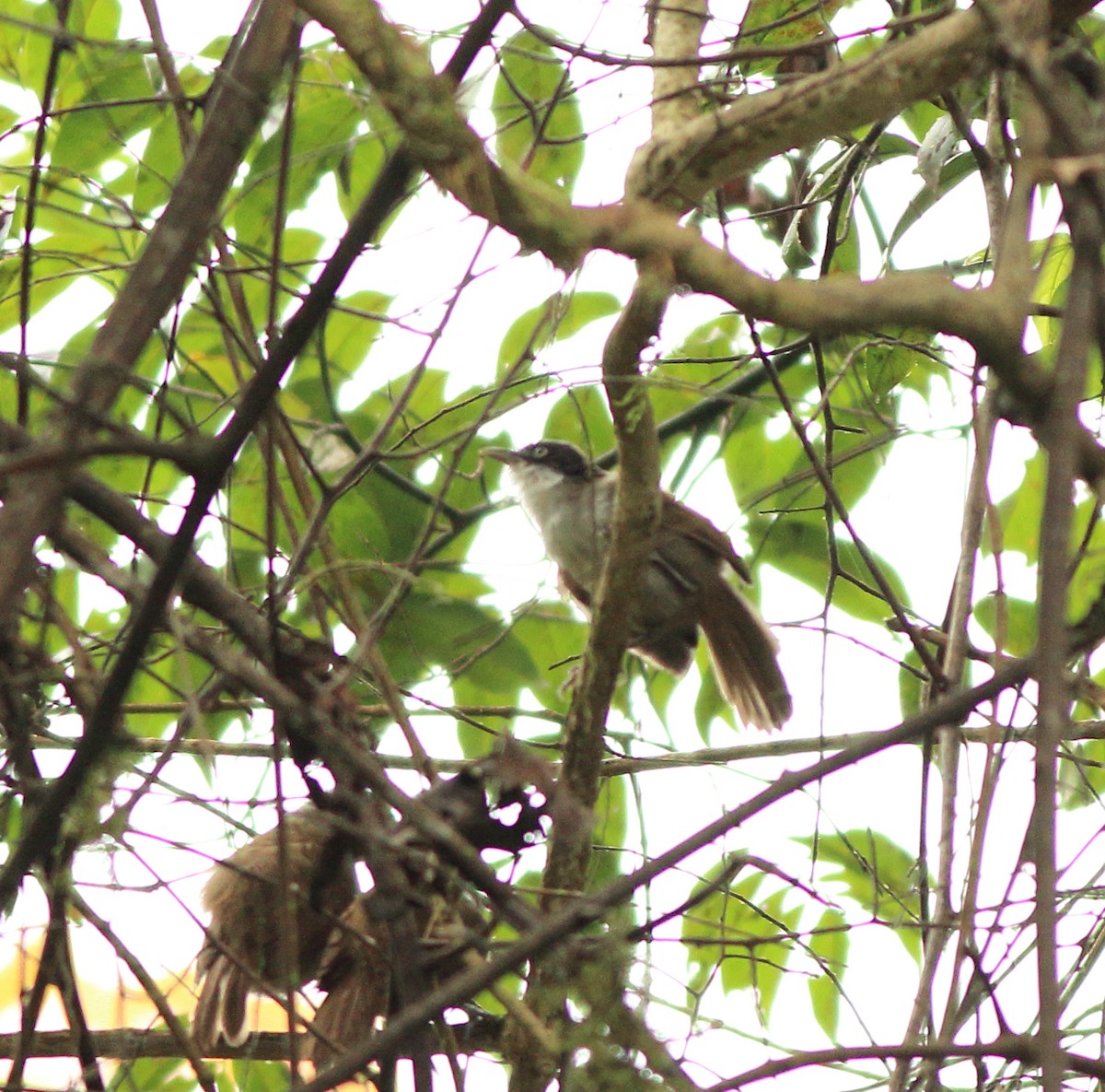 Dark-fronted Babbler - ML642350877