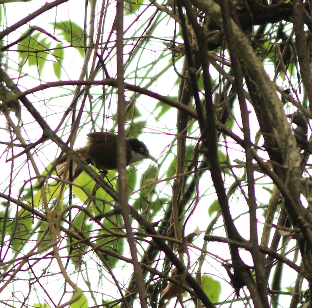 Dark-fronted Babbler - ML642350878