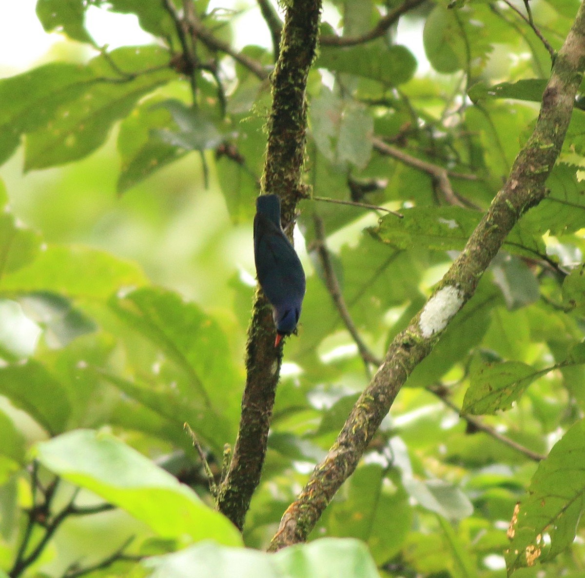 Velvet-fronted Nuthatch - ML642350882