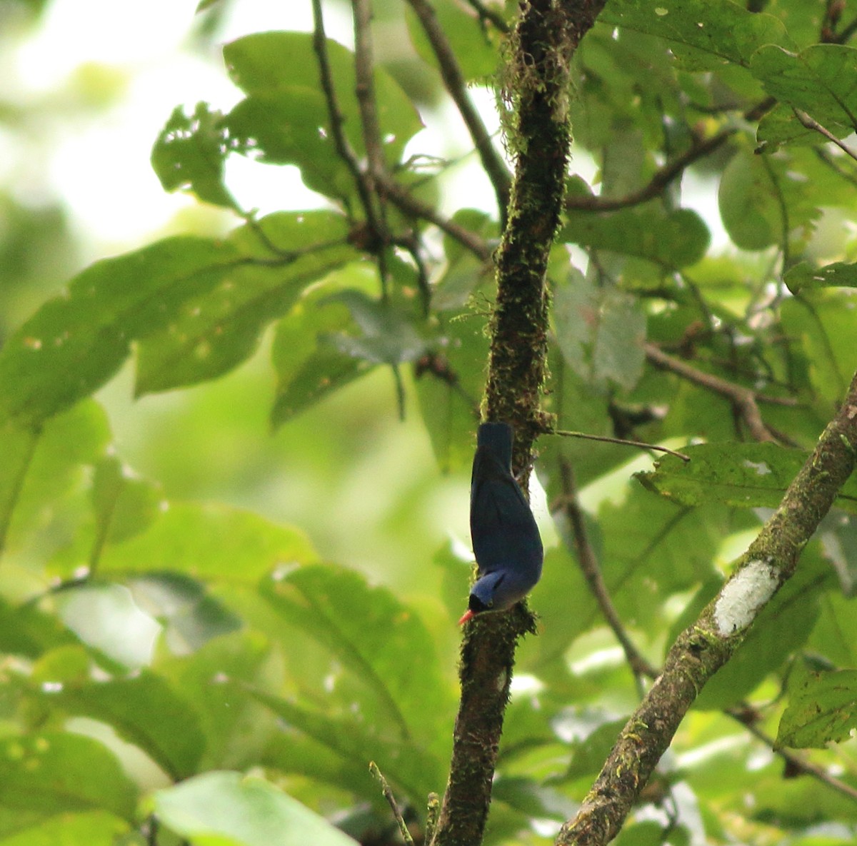 Velvet-fronted Nuthatch - ML642350892