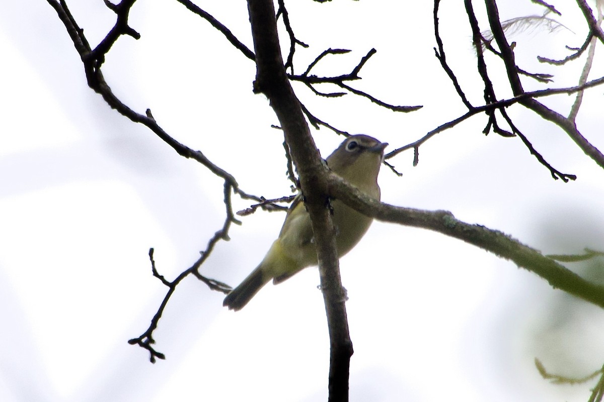 Blue-headed Vireo - ML642350901