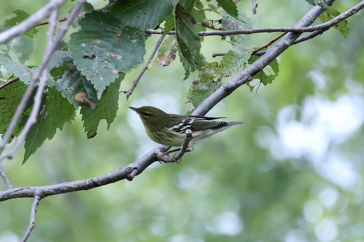 Blackpoll Warbler - ML642350920