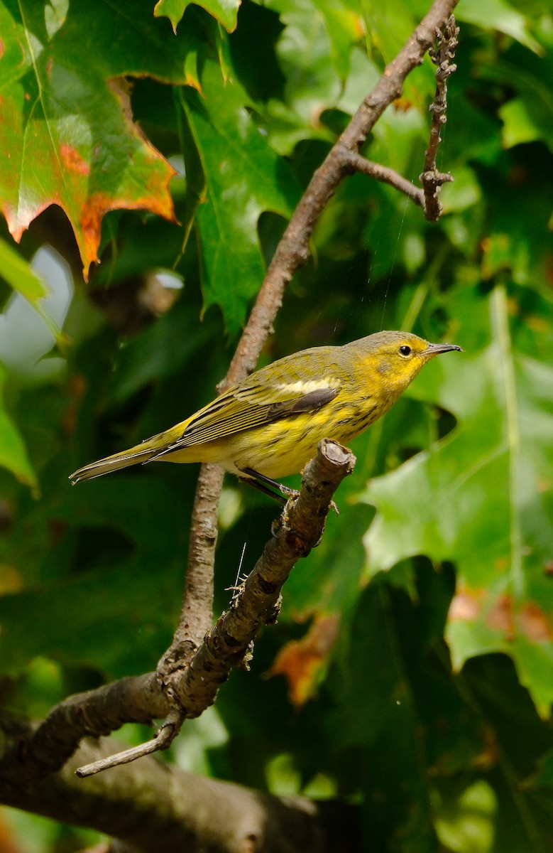 Cape May Warbler - ML642350940