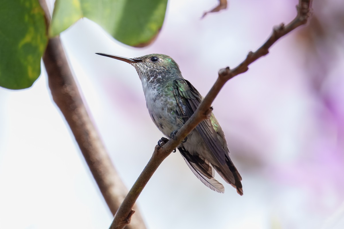 Versicolored Emerald (Versicolored) - ML642350965