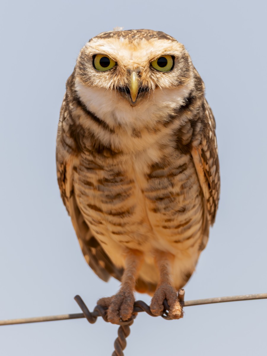 Burrowing Owl - ML642350983