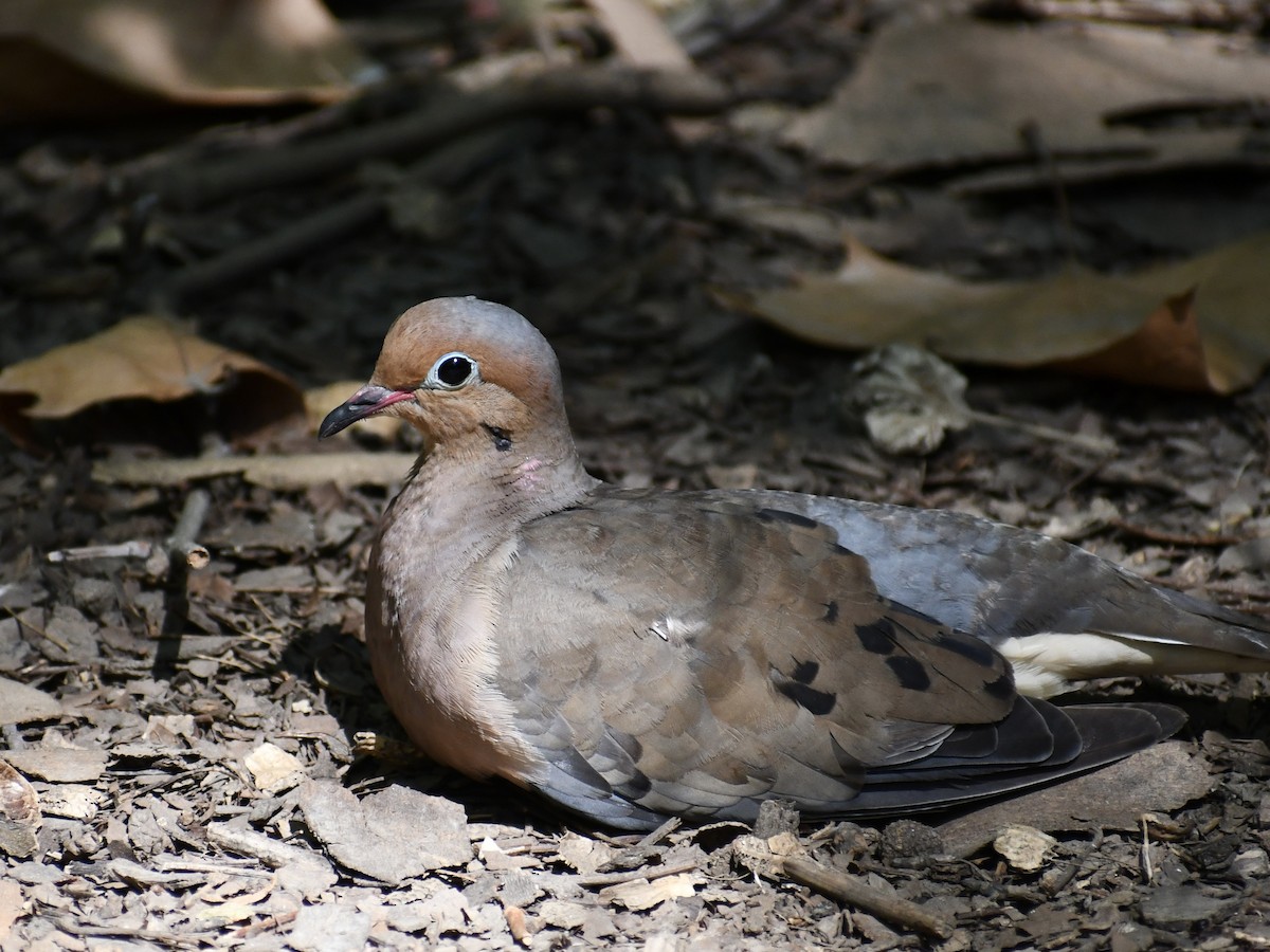 Mourning Dove - ML642350988