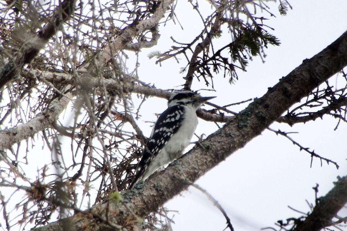 Hairy Woodpecker - ML642351009