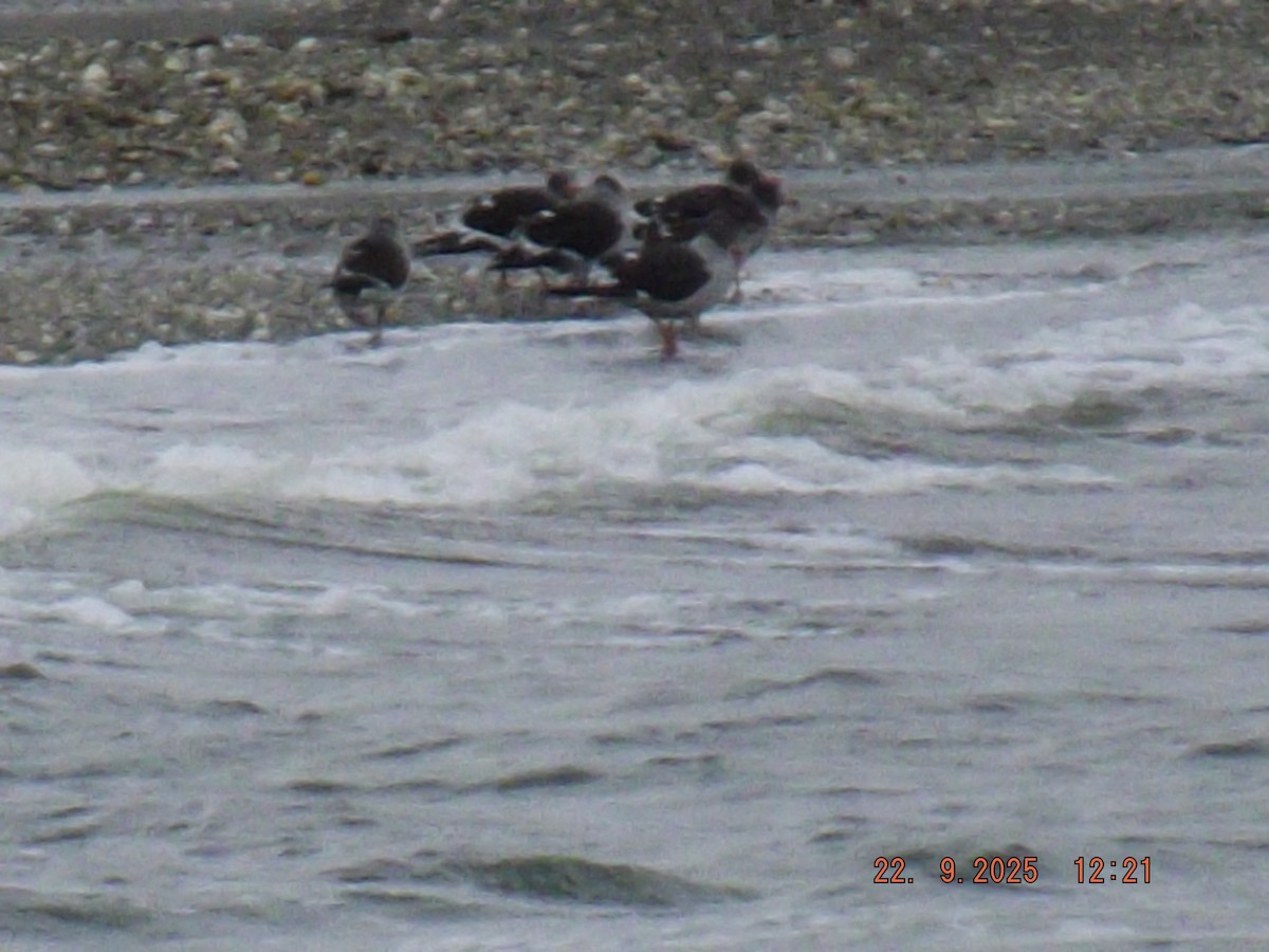 Dolphin Gull - ML642351015