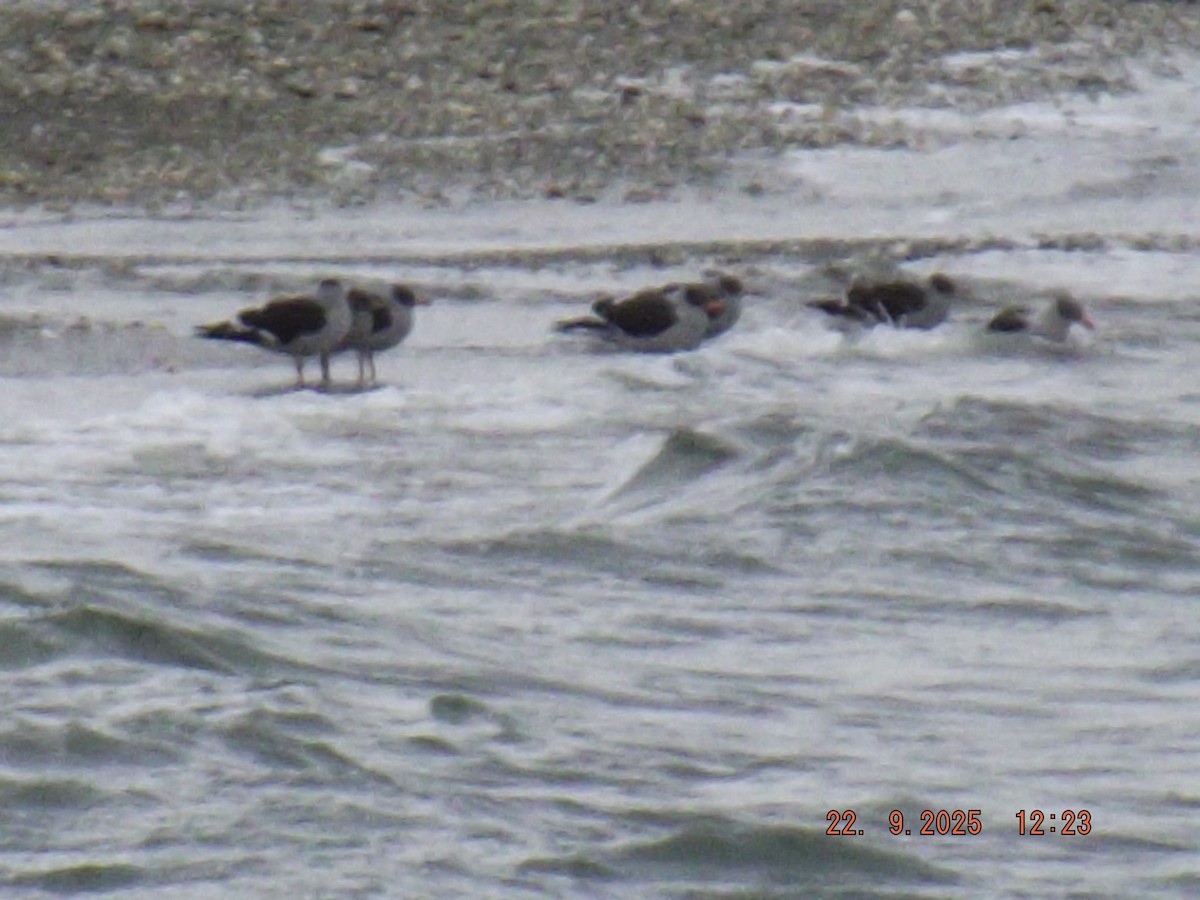 Dolphin Gull - ML642351016