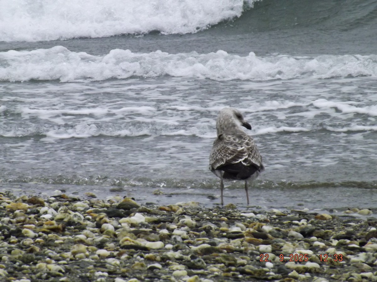 Dolphin Gull - ML642351017