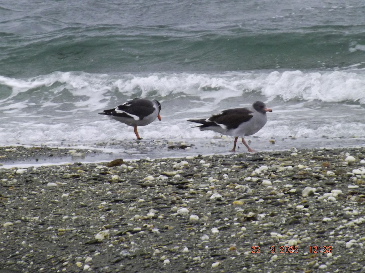 Dolphin Gull - ML642351018