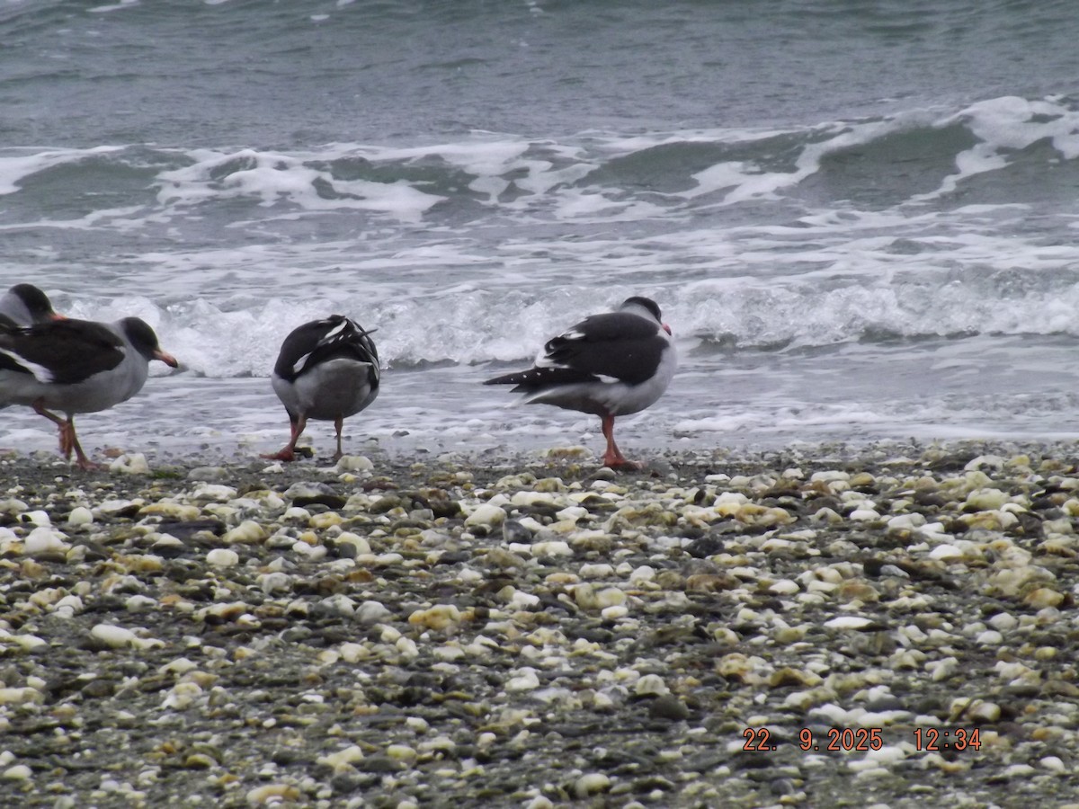 Dolphin Gull - ML642351019