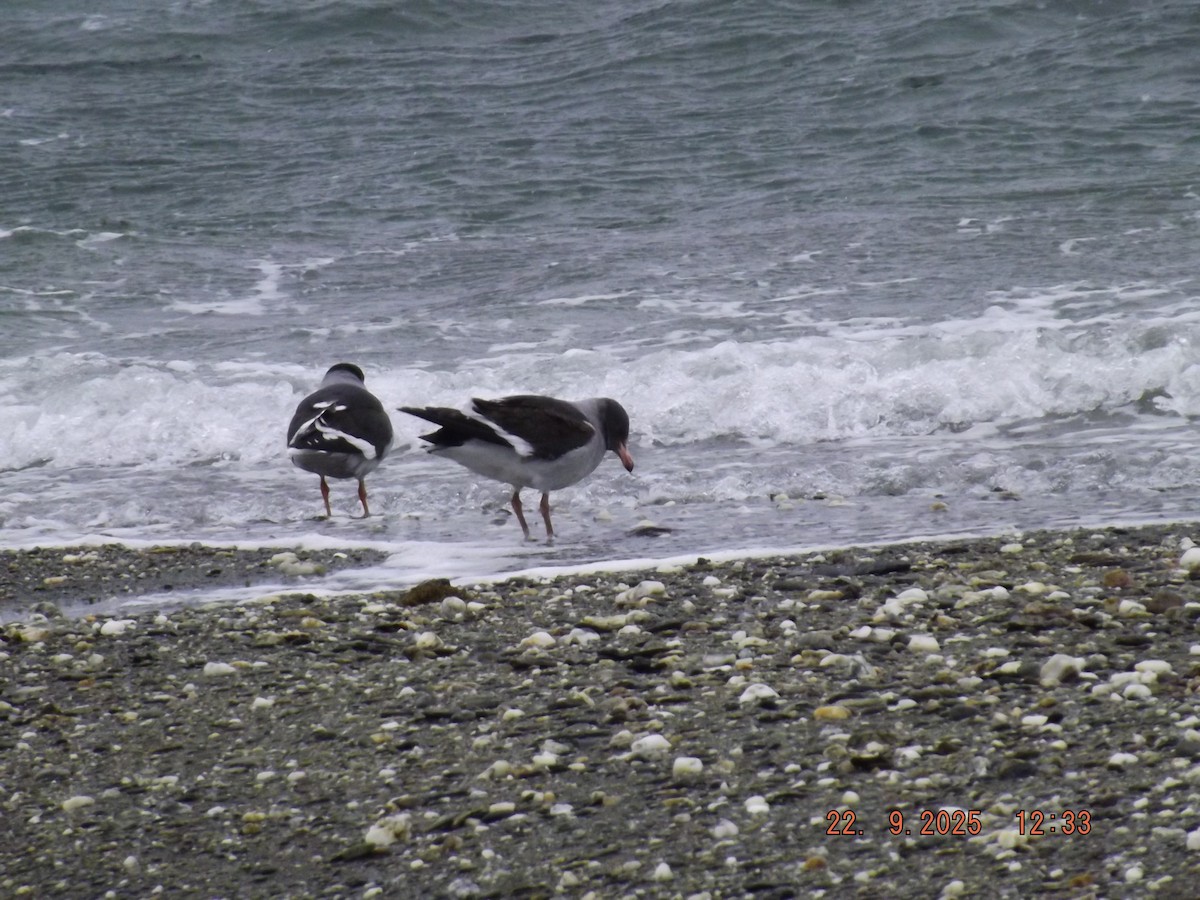 Dolphin Gull - ML642351021