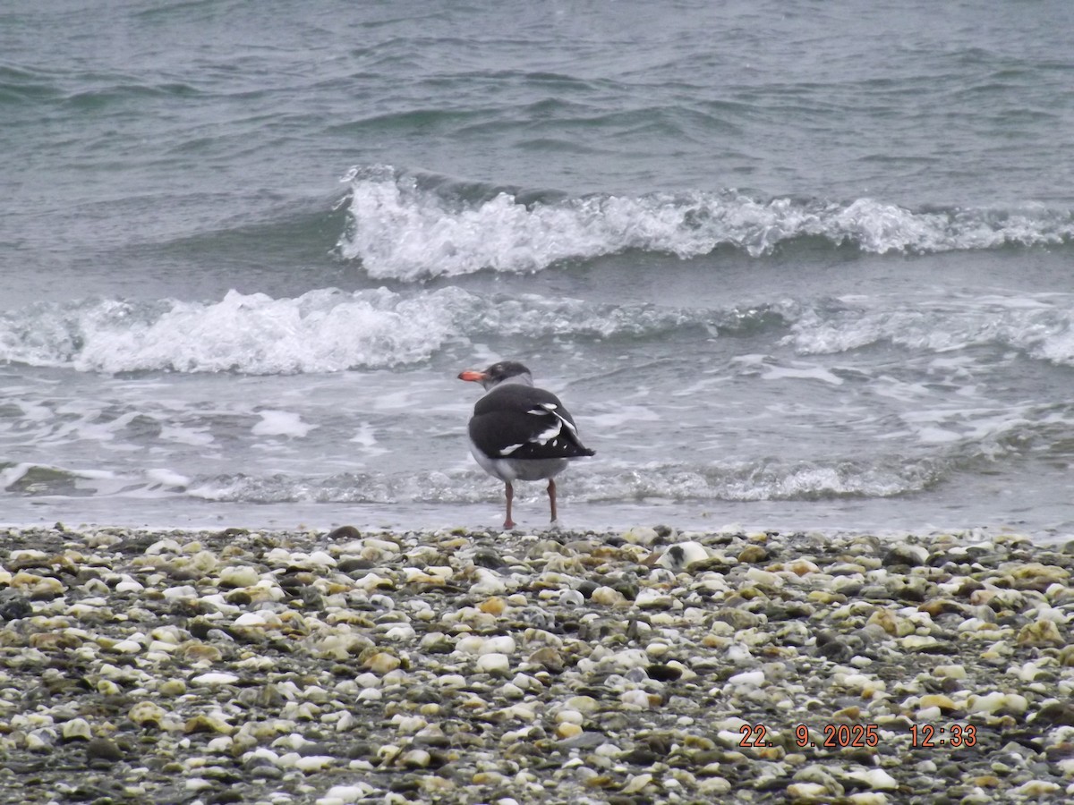 Dolphin Gull - ML642351022