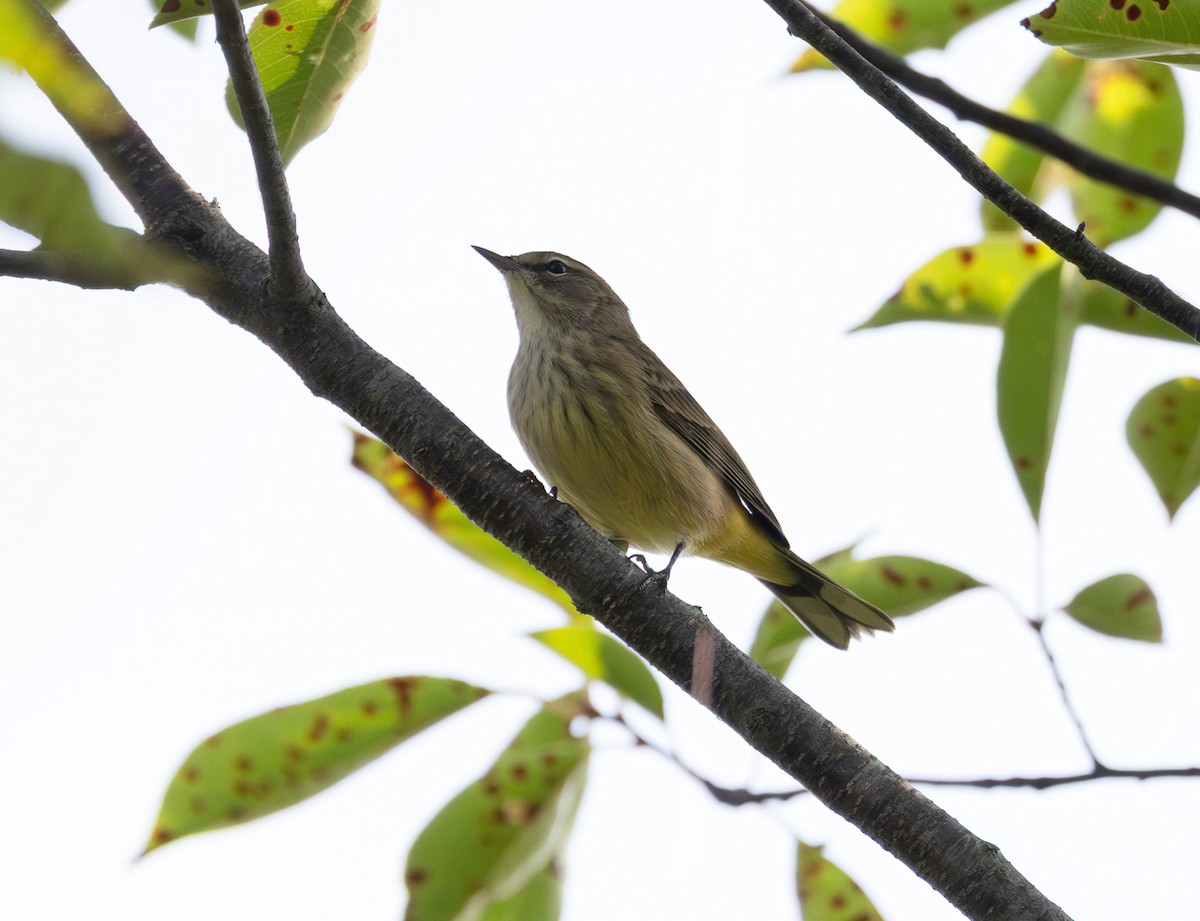Palm Warbler (Western) - ML642351039