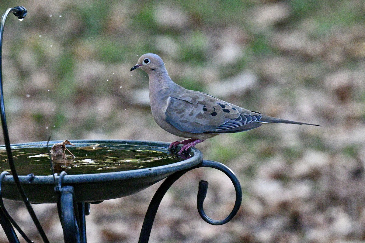 Mourning Dove - ML642351047